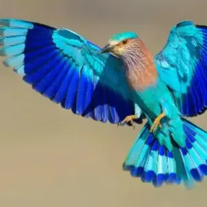 Dussehra 2024: Spotting the Neelkanth Bird Can Bring You Good Fortune